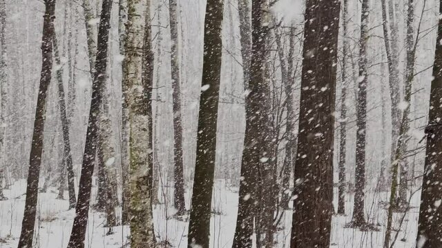 Slow video as goes a heavy snow in the wood, Large flakes of snow, wild park, winter trees, the massif from a trunk of trees, trunks of birch. Forest abstract background, nobody