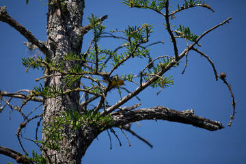 Prothonotary Warbler