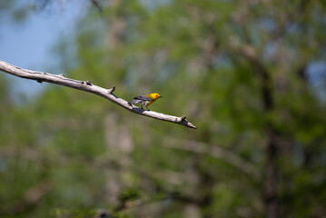 Prothonotary Warbler