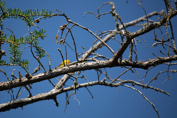 Prothonotary Warbler