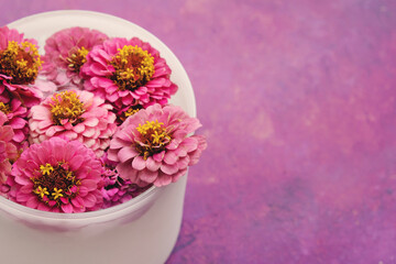 Obraz na płótnie Canvas Pink zinnia flowers on purple background