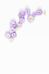 beautiful frame of fresh aster purple flowers on a white background. top view, copy space