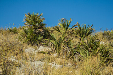 Calpe
