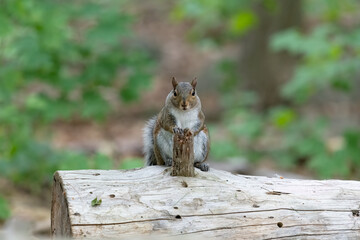 Eastern Gray Squirrel standing upright while resting its hands on a log, Ottawa, Ontario, Canada