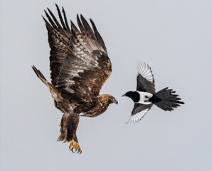 Golden eagle (Aquila chrysaetos) portrait with negative space