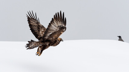 Golden eagle (Aquila chrysaetos) portrait with negative space