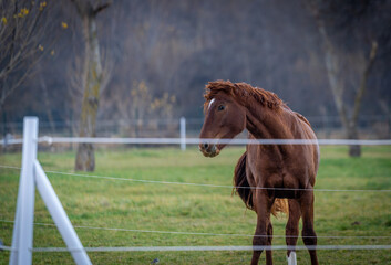 Brown horse running in the spring pasture.