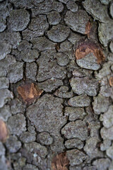 Tree bark background. Brown streaked.