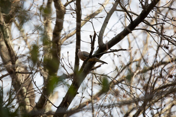 Mourning Dove in a Tree