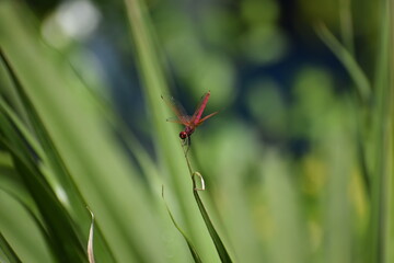 dragonfly on a green leaf