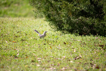 Northern Mockingbird on a Lawn