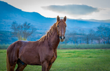 Brown horse posing next to the spring meadows.