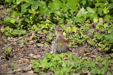 Juvenile Brown Thrasher Bird on the Ground