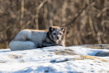 Arctic fox (Vulpes lagopus) with a greyish coat laying on a snow covered rock in the sunshine with its fluffy tail wrapped around itself
