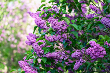 Spring Lilac branch, spring tree. Shallow DOF