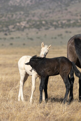 Obraz na płótnie Canvas Pair of Cute Wild Horse Foals in the Utah Desert