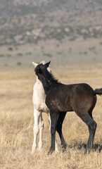 Pair of Cute Wild Horse Foals in the Utah Desert