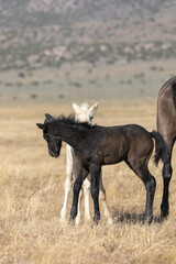 Pair of Cute Wild Horse Foals in the Utah Desert