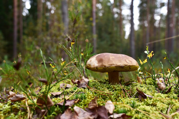 Porcini Cep White Mushroom King Boletus Pinophilus. Fungal Mycelium in moss in a forest. Big bolete mushrooms in nature. Mushrooming harvesting season. Fungi plants
