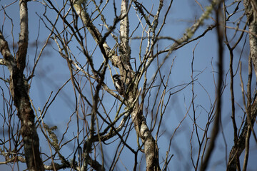 Hairy Woodpecker
