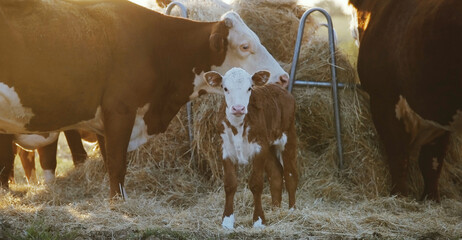 Hereford calf with herd of cows eating hay in background during summer morning sunrise on farm.