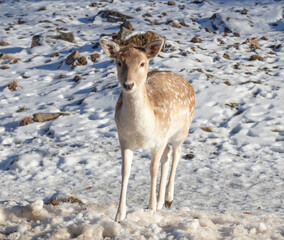 Young fallow deer with pale fur and white spots