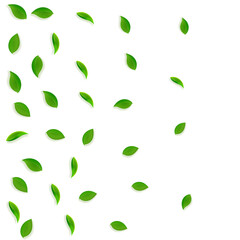 Falling green leaves. Fresh tea random leaves flyi