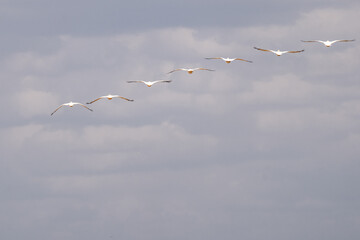 Pelicans flying in a row