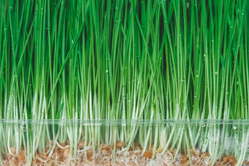Fresh green grass planted in a transparent plastic container with roots as a background texture. Copy, empty space for text