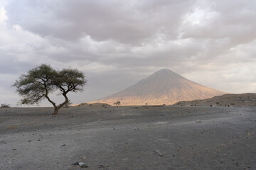 Oldoinyo Lengai volcano with a tree 