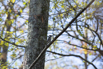 Fototapeta premium Hairy Woodpecker