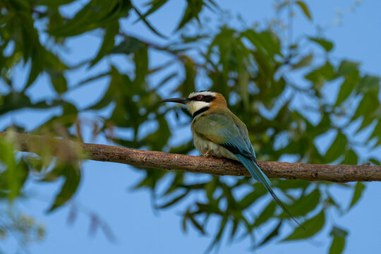 White-throated bee-eater