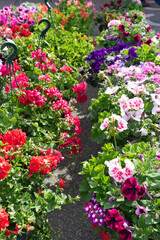 Geraniums and other flowers for sale