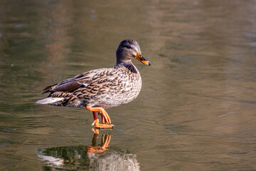 Female mallard duck walking on ice in a lake