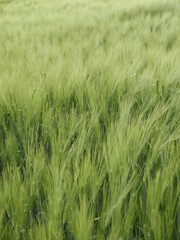green wheat field