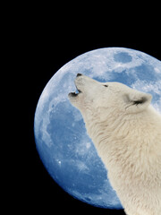  wolf howls at the moon, against the background of the black sky