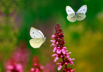 two white painted butterflies fly over purple flowers in a summer sunny meadow
