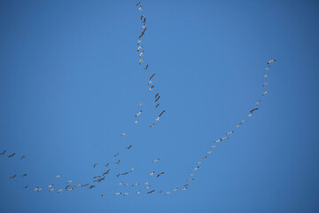 Migrating Geese