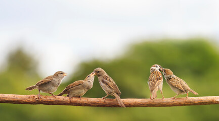 birds sparrows feed their fledgling chicks on a branch in a summer sunny garden