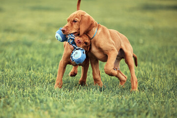 Hungarian Vizsla puppies playing on the lawn