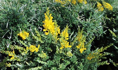 Genista or yellow broom, in blooming. It is a shrub flowering plant. Its scientific name is Genisteae ctysus.