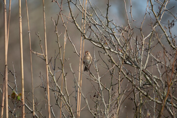 Field Sparrow in a Field