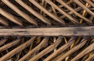 close up of a coconut leaf