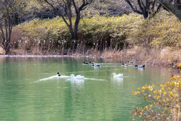 Ducks and ducks swimming in the pond