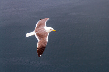 seagull in flight