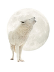Arctic wolf howling at the moon isolated on white background