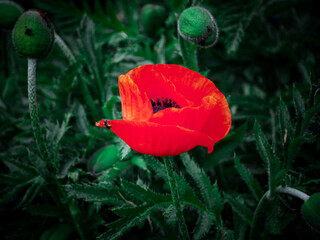 red poppy flower