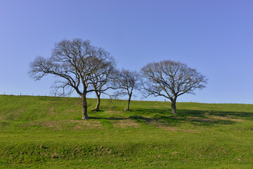 Fototapeta na wymiar Quatre arbres éfeuillés poumons normands sur ciel bleu, région Normandie, France