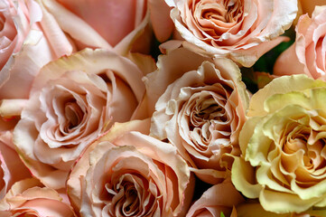 Pastel pink roses texture, top view, close up