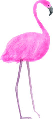 Watercolor clipart pink flamingo on a white. Hand draw